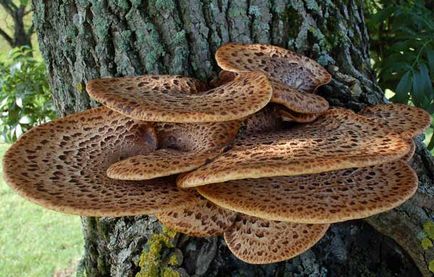 Trutovik flake descriere a fungilor, distribuție, fotografie