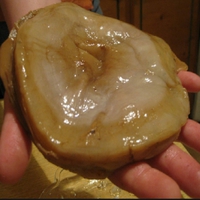 Polypore gomba pehely leírás, forgalmazás, fotó