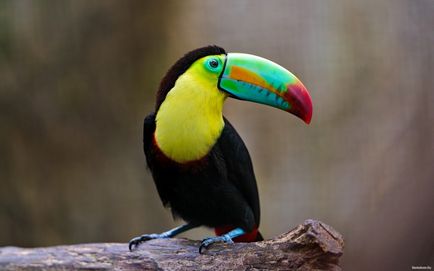 Toucanii acasă - animale de companie