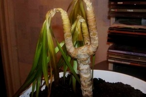 Dracaena are un trunchi moale și frunze frunze, ce să facă plante magice