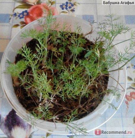 Dill kibray ooo aelita - agro, o serie de agronomi - 