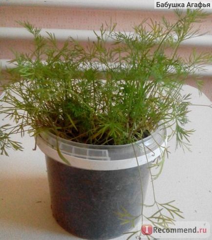 Dill kibray ooo aelita - agro, o serie de agronomi - 