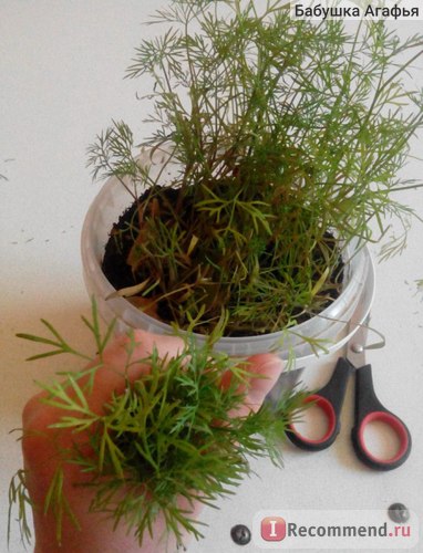 Dill kibray ooo aelita - agro, o serie de agronomi - 