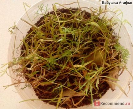 Dill kibray ooo aelita - agro, o serie de agronomi - 