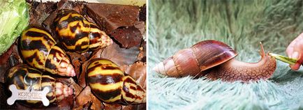 Csiga Achatina fajok a puhatestűek és érdekességet róluk (Achatina) Csiga Achatina fajok a puhatestűek és érdekes tényeket róluk