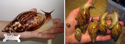 Melcii de specii de moluște din Ahatina și fapte interesante despre ele