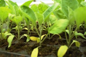 Abban paprika palántákat, sárga levelek, hogy mit és miért történik