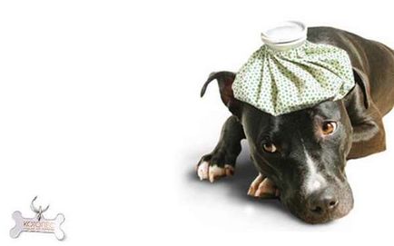У собаки кашель з піною правильно визначаємо причини кашлю - «все до дрібниць»