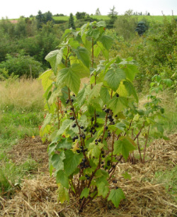 Îngrijirea tufelor de coacăze, a noastră