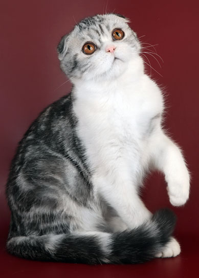 Îngrijiți pisicile Scottish și British Shorthair