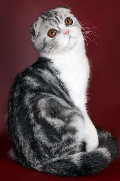 Îngrijiți pisicile Scottish și British Shorthair