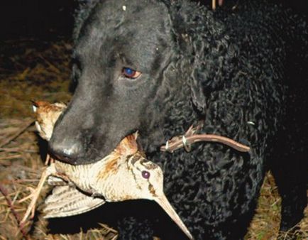 Вальдшнеп тушкований з картоплею