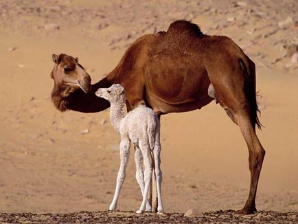 Camelul visat de Miller, cartea visurilor musulmane