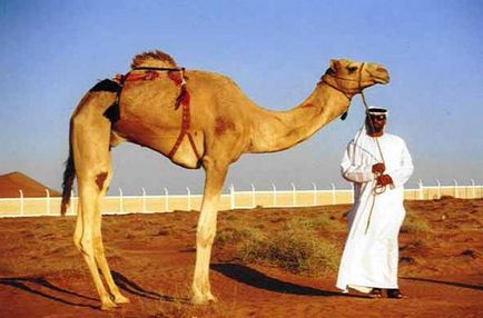 Camelul visat de Miller, cartea visurilor musulmane