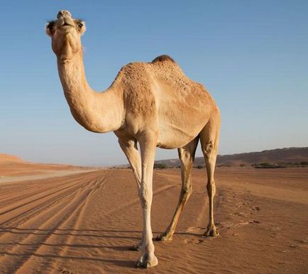 Camelul visat de Miller, cartea visurilor musulmane