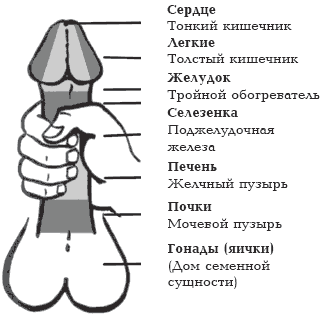 Emisia semințelor și efectul asupra sănătății și personalității bărbaților, capitolul 12