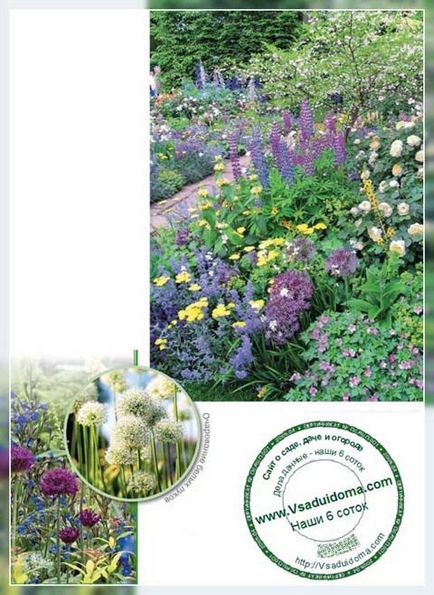 Види декоративного лука - фото і опис, сайт про сад, дачі і кімнатних рослинах