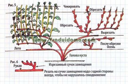 Struguri - tăierea corectă, modelarea și pasynkovanie, site-ul despre grădină, cabana și plante de apartament