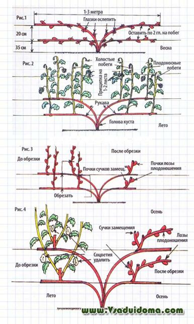 Struguri - tăierea corectă, modelarea și pasynkovanie, site-ul despre grădină, cabana și plante de apartament