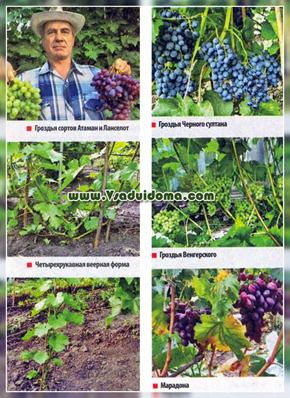 Виноград - правильна обрізка, Формування і пасинкування, сайт про сад, дачі і кімнатних рослинах