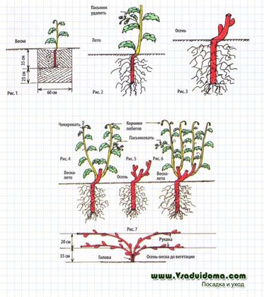 Struguri - tăierea corectă, modelarea și pasynkovanie, site-ul despre grădină, cabana și plante de apartament