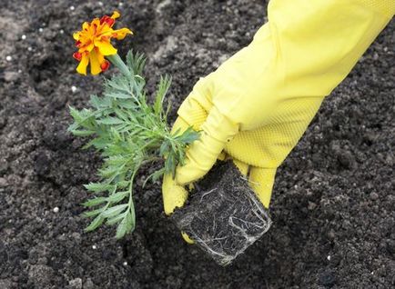 Cultivarea de gălbenele și tipurile de sfaturi și recomandări utile