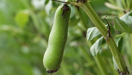 Fasolează legumele vegetale, cresc o grădină!