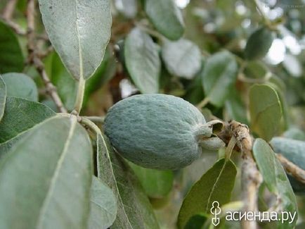 Creste Feijoa la domiciliu