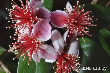 Creste Feijoa la domiciliu