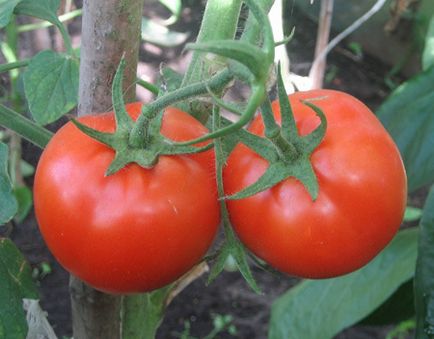 Вирощування і догляд за помідорами