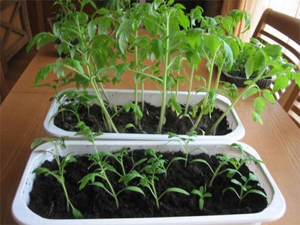 Cultivarea și îngrijirea tomatelor