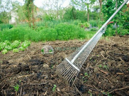 Cultivarea cartofilor cu tuberculi și semințe