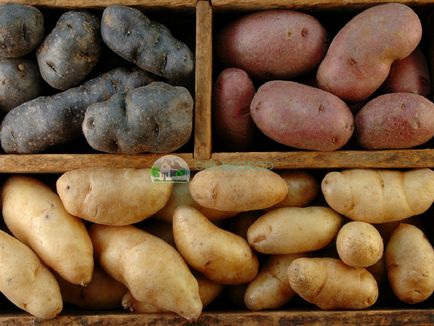 Cultivarea cartofilor cu tuberculi și semințe