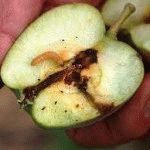 Вирощування колоновидною яблуні посадка, догляд, обрізка, день дачника