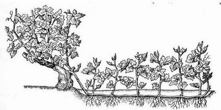 Вирощування винограду сорту, посадка, догляд, обрізка, полив, підживлення, формування куща