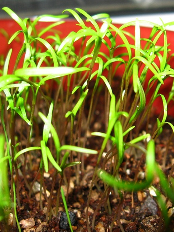 Вирощування зелені в домашніх умовах на підвіконні цілий рік кріп, петрушка, цибуля, сільське