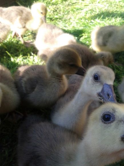 Concluzia goslings în incubator este cum să aibă grijă în primele zile când renunțarea pe iarbă
