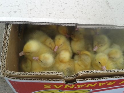 Concluzia goslings în incubator este cum să aibă grijă în primele zile când renunțarea pe iarbă
