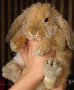 Смердять чи кролики питання серйозне, інформаційний портал про карликових і декоративних кроликів