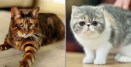 Всесвітня виставка кішок «cat olimpia» 27-28 травня в трк «Інтер»