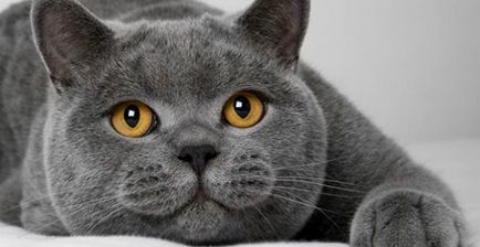 Всесвітня виставка кішок «cat olimpia» 27-28 травня в трк «Інтер»