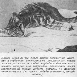 În URSS, proiectul de animale animate - coli - bloguri - bloguri pentru jucători, bloguri de jocuri, crearea unui blog,