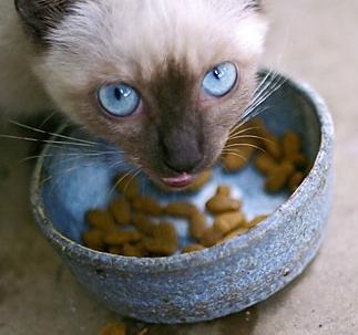 Jó étel egy macska hogyan kell választani