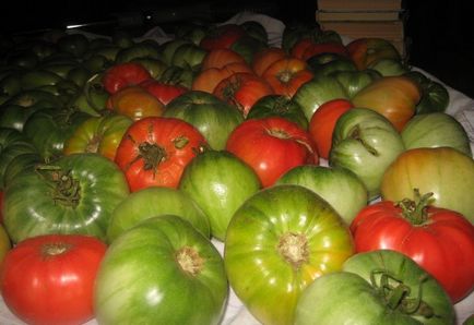 Зберігання зелених помідорів як правильно в домашніх умовах, термін і температура, посадка розсади,
