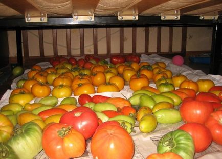 Зберігання зелених помідорів як правильно в домашніх умовах, термін і температура, посадка розсади,