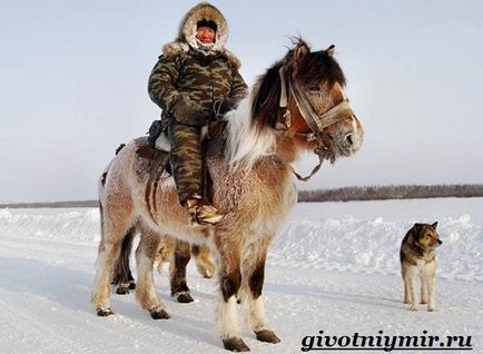 Calul Yakut
