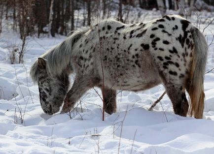 Calul Yakut - o casă fără fundație