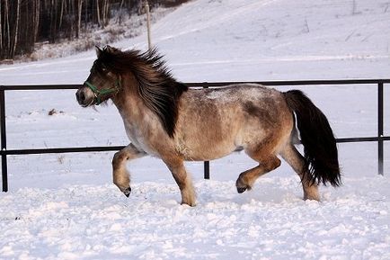 Jakut ló - egy ház alap nélkül