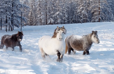 Descrierea calului Yakut, speciile și aplicarea rasei