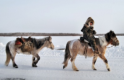 Descrierea calului Yakut, speciile și aplicarea rasei